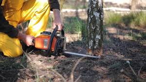 Best Tree and Shrub Care  in Concordia, NJ