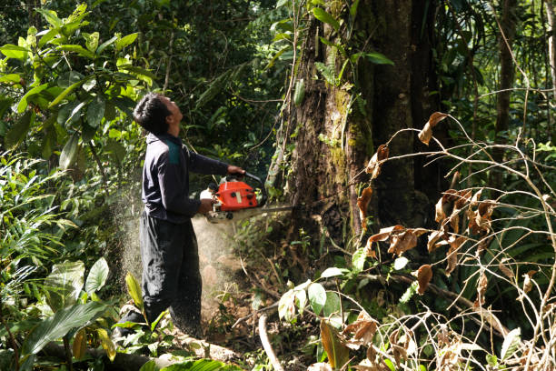 Best Hazardous Tree Removal  in Concordia, NJ
