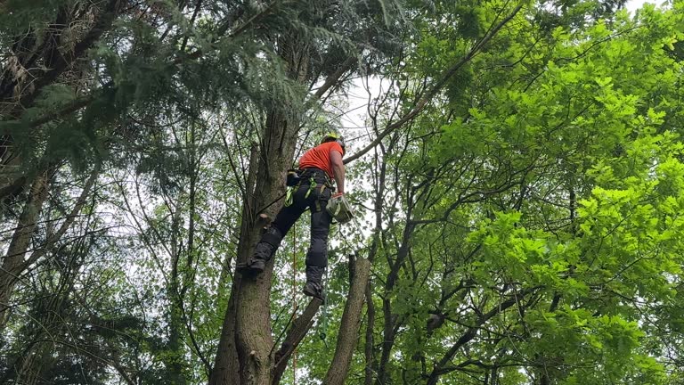 Best Tree Disease Treatment  in Concordia, NJ