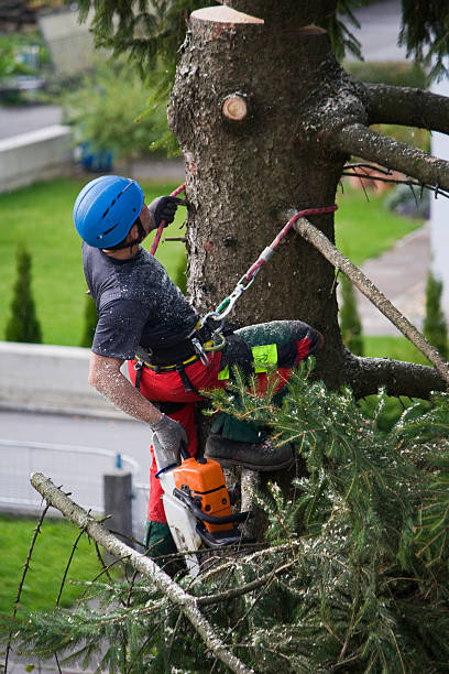 Best Leaf Removal  in Concordia, NJ