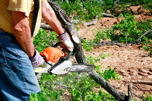 Best Lawn Renovation and Restoration  in Concordia, NJ