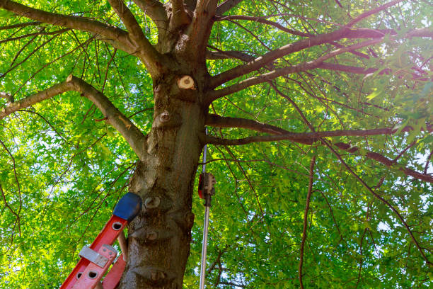 How Our Tree Care Process Works  in  Concordia, NJ